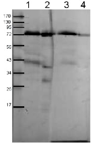 Toc75 | Protein TOC75-3, chloroplastic, POTRA domain 1 in the group Antibodies Plant/Algal / Photosynthesis / Chaperones/Transporters at Agrisera AB (Antibodies for research) (AS08 345)